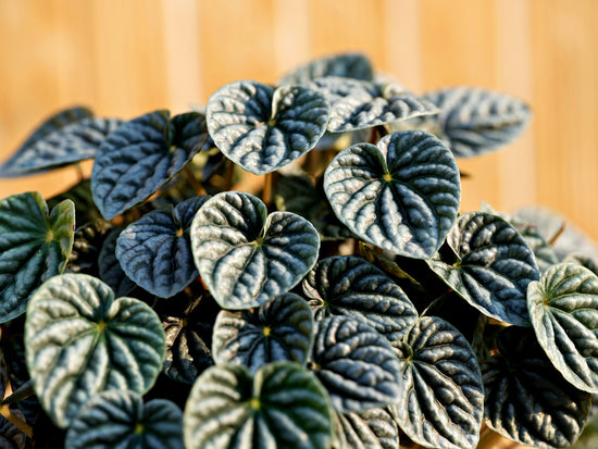 Peperomia Plant Care Sheet