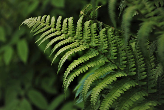 Fern Care Sheet