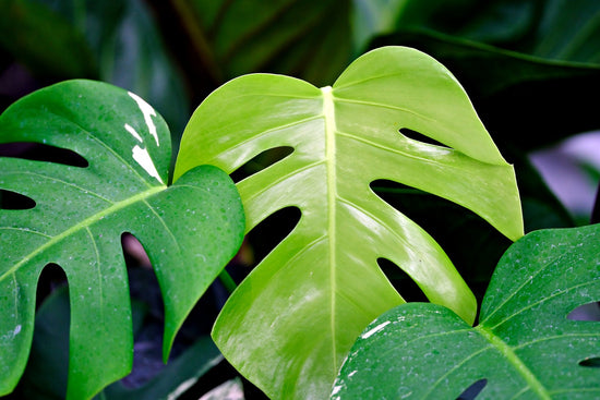 Monstera Plant Care Sheet