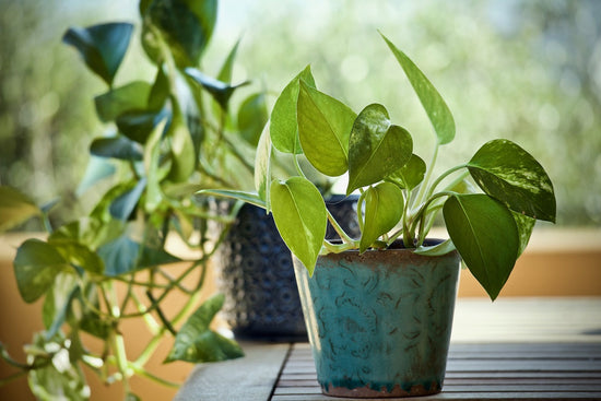 Epipremnum Care Sheet
