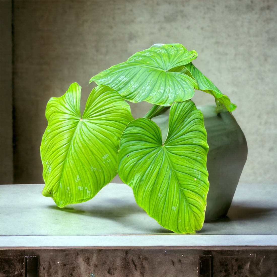 Philodendron