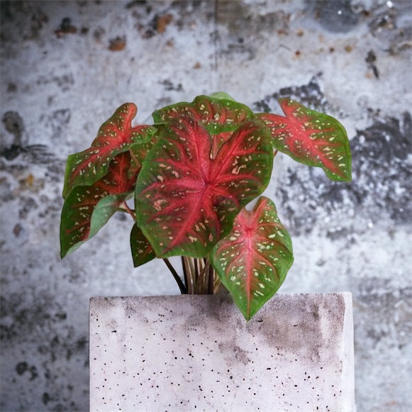Caladium