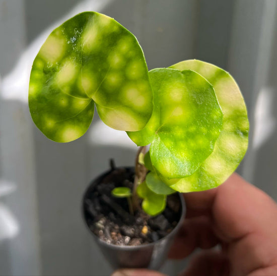 Farfugium japonicum &