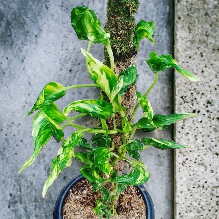 variegated shangri la pothos Epipremnum 'Aureum' (Shangri La Green) 75mm Pot – plantandleaf
