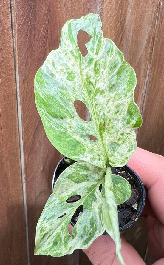 Monstera adansonii &