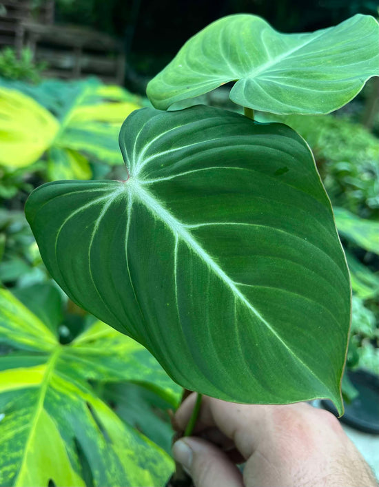 Philodendron &