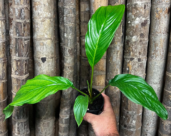 Tacca integrifolia - Bat Plant &