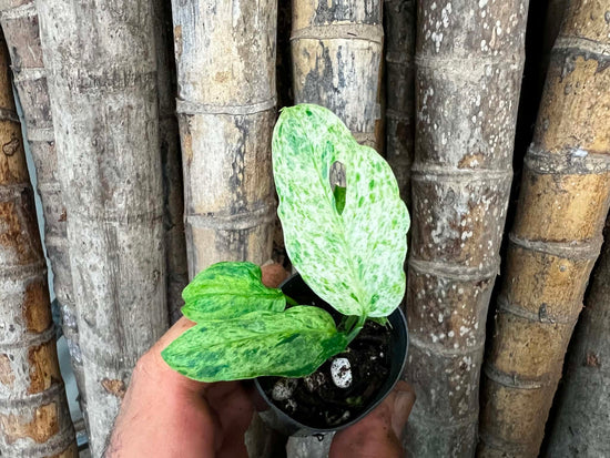 Monstera adansonii &