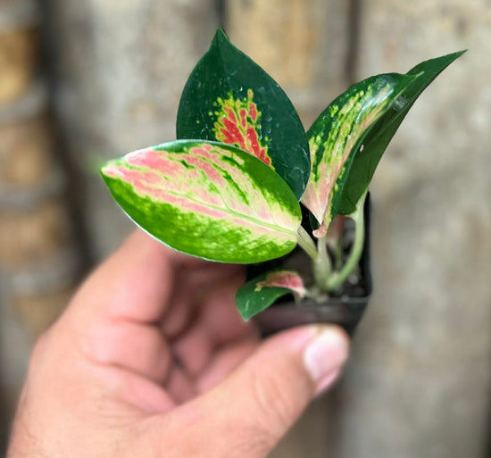 Aglaonema &