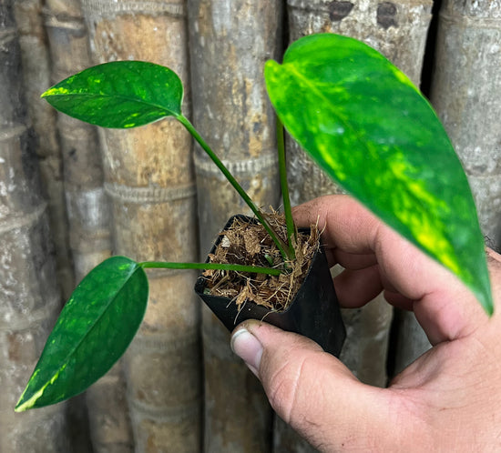 Epipremnum pinnatum &