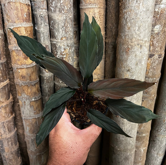 Homalomena humilis &