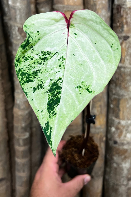 Caladium C19