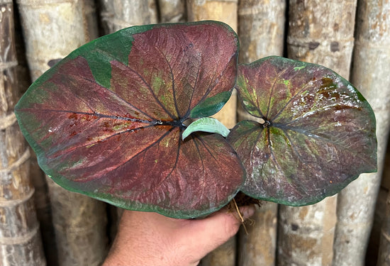 Caladium C22