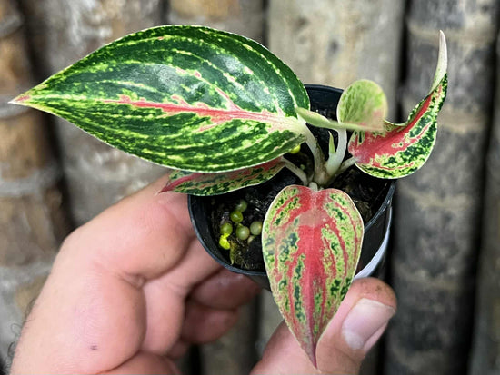 Aglaonema &