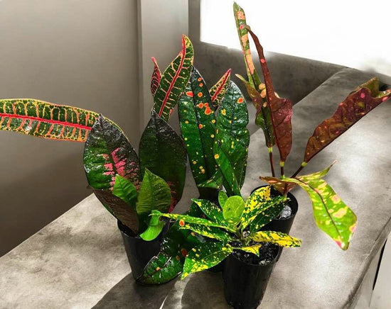 Croton - Random Pick (1 Plant) 75mm Pot