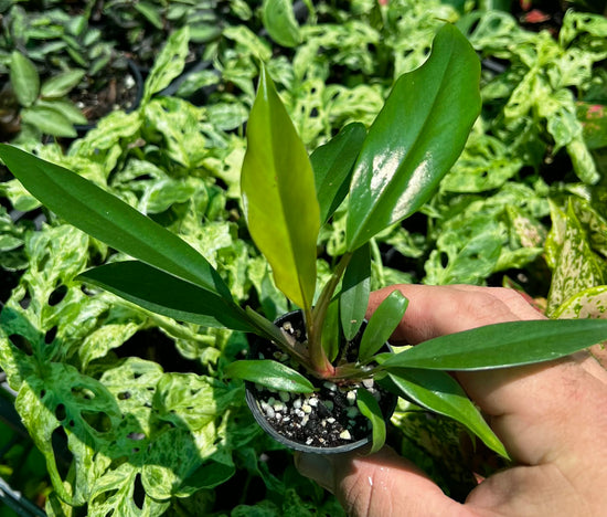 Philodendron &