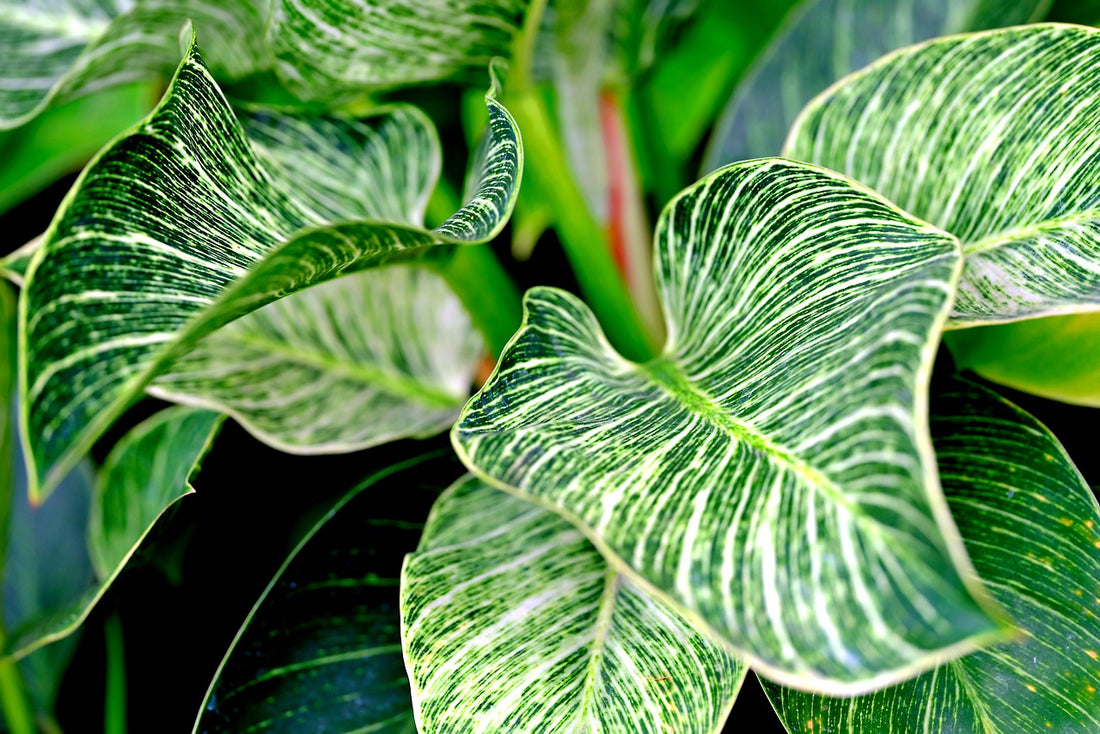 Philodendron care sheet