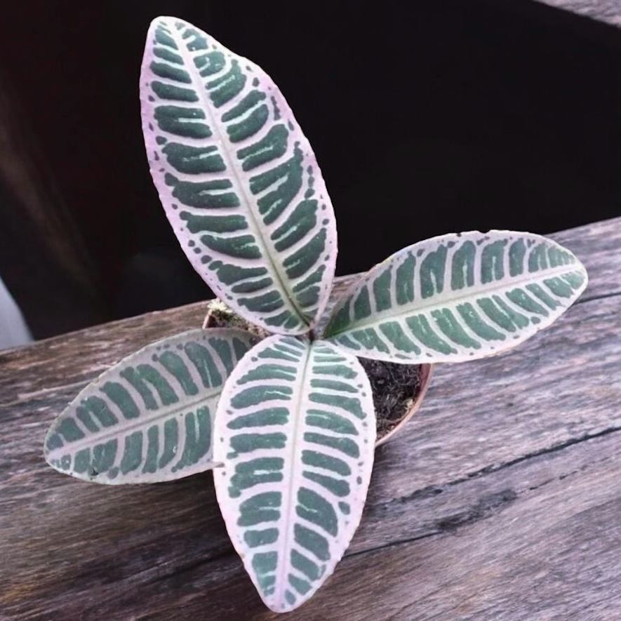 Labisia