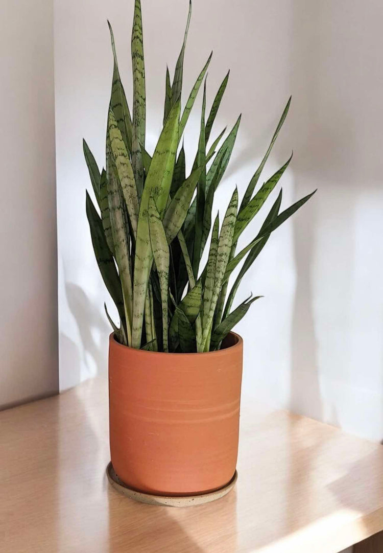 Sansevieria