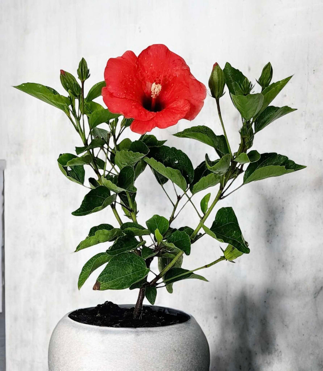 Hibiscus