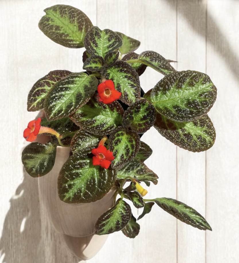 Episcia