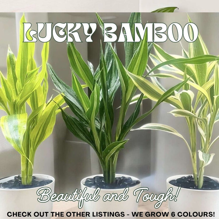 Lucky Bamboo