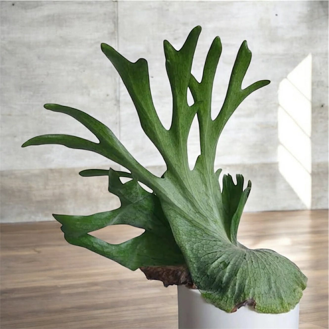 Platycerium