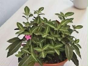 Ruellia