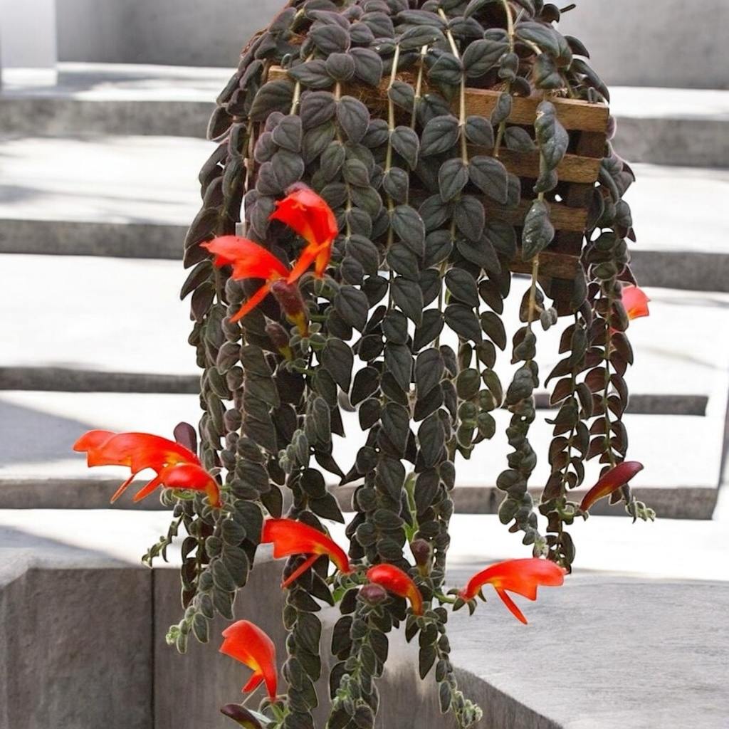 Columnea