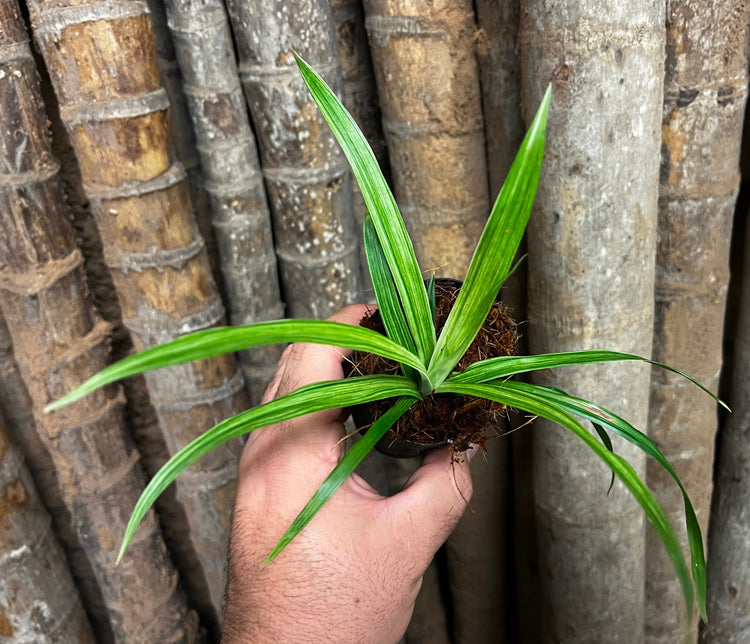Cyperus
