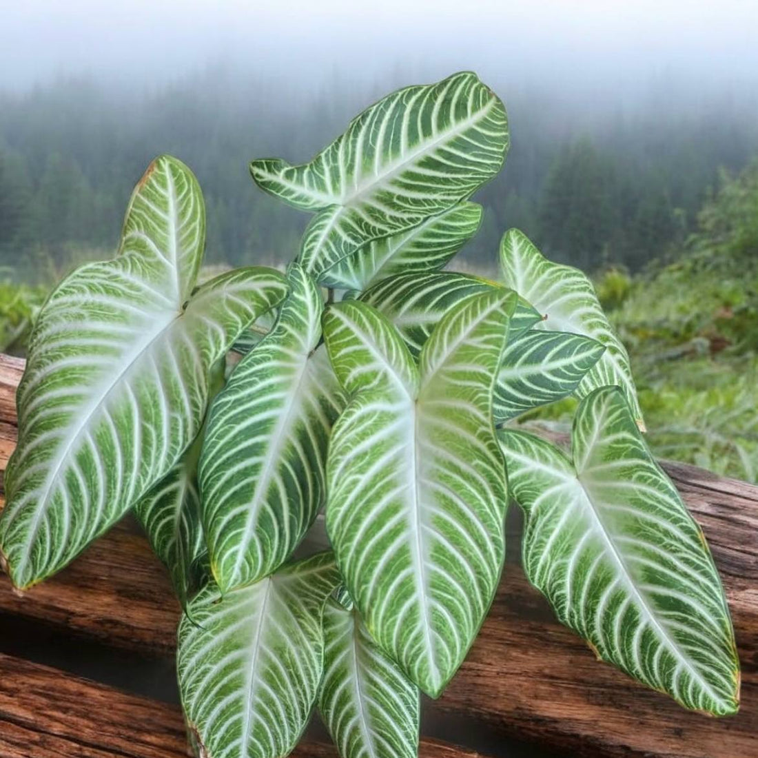 Phyllotaenium