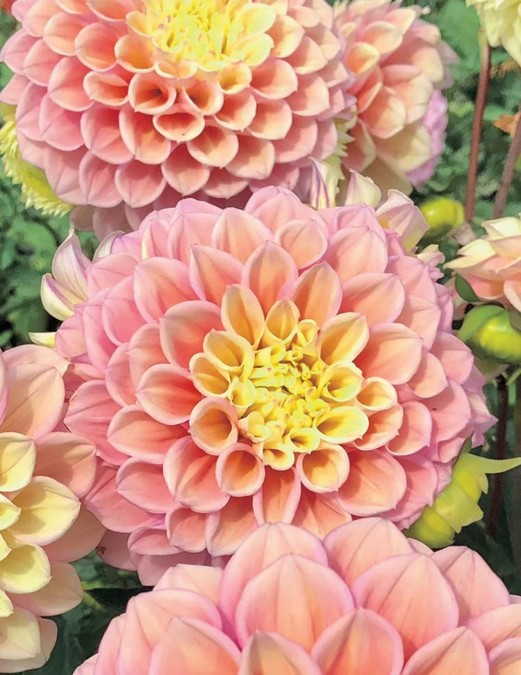 Dahlias