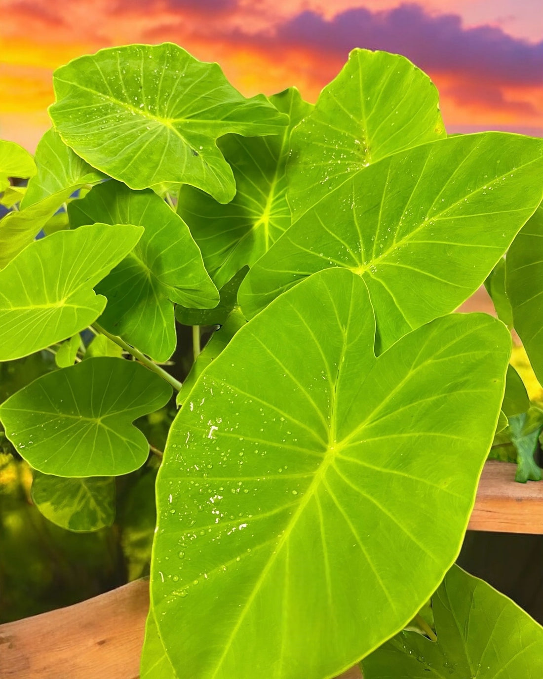 Colocasia