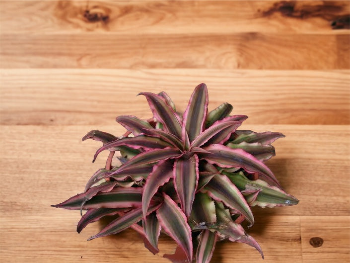 Cryptanthus