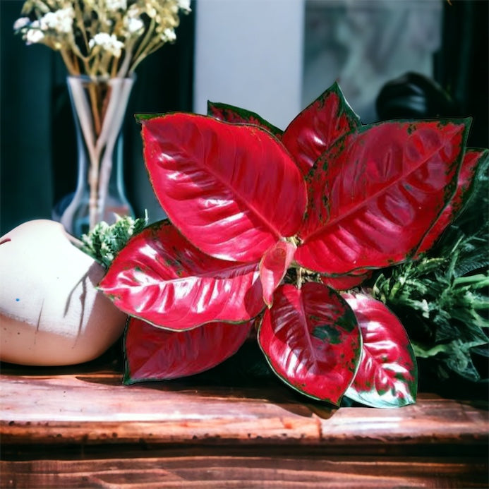 Aglaonema