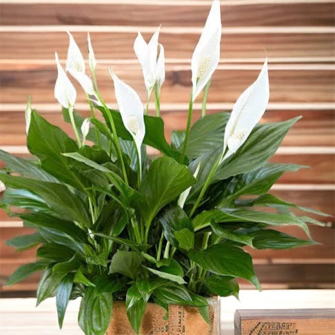 Spathiphyllum