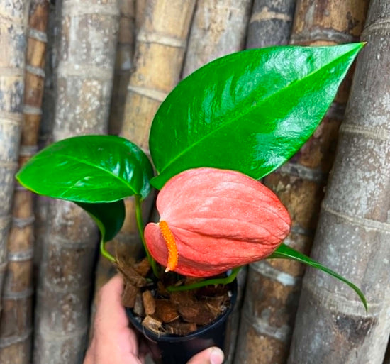 Anthurium schlechtendalii &