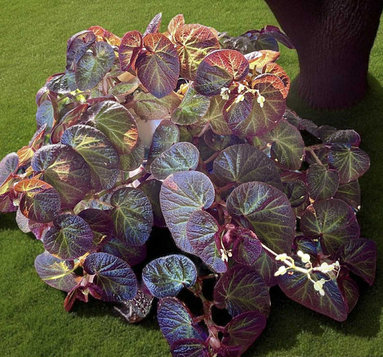 Begonia &