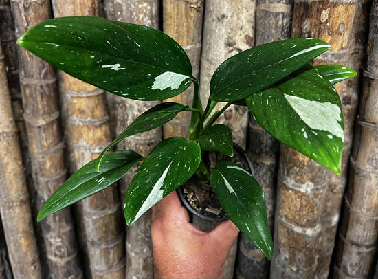 Monstera standleyana &