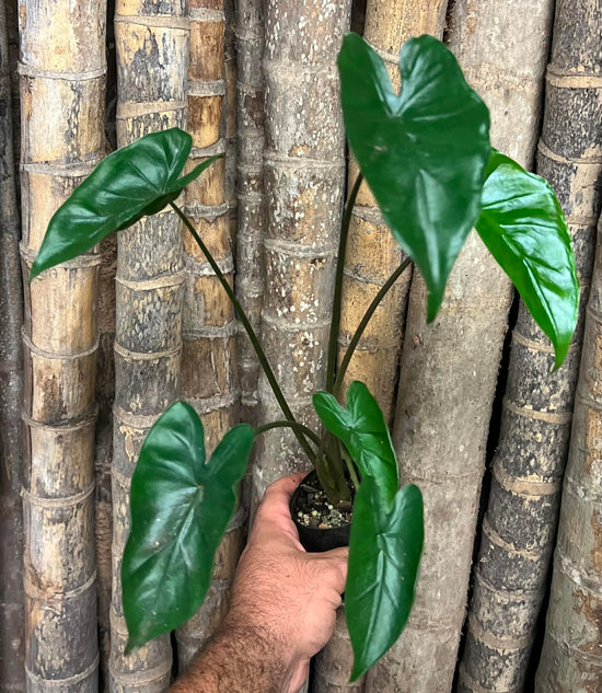 Alocasia &