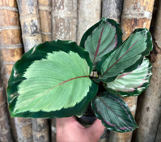 Calathea &