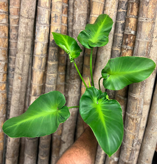 Philodendron rugosum &