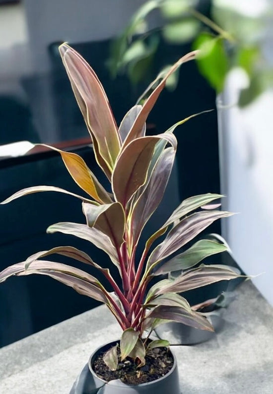 Cordyline &