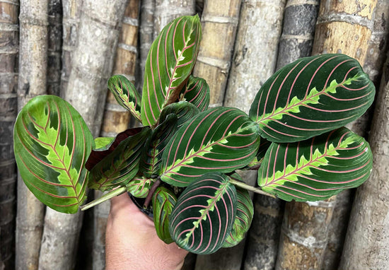 Maranta &