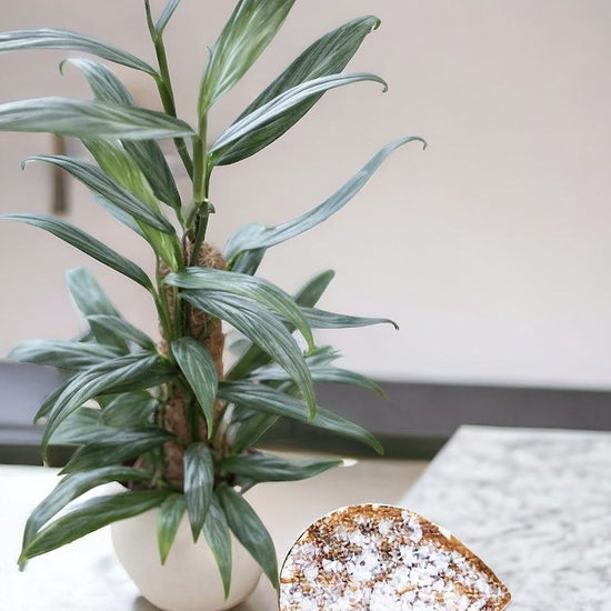 Epipremnum amplissimum &