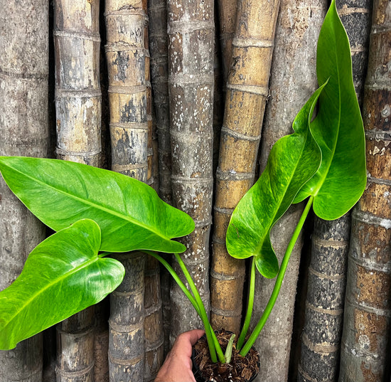 Philodendron &