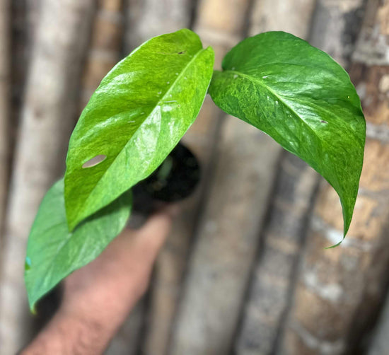 Epipremnum pinnatum &