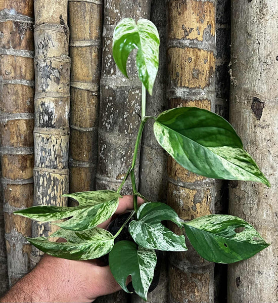 Epipremnum pinnatum &