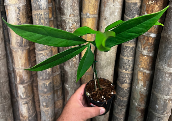 Anthurium &