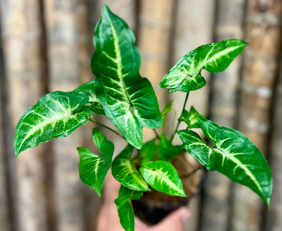 Syngonium &